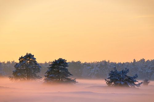 Zonsondergang over besneeuwde vlakte met dennenbomen