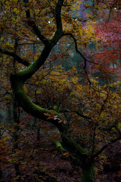 Ein gewundener Baum in verschiedenen Herbstschattierungen, von Kelvin Middelink