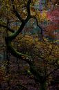 Ein gewundener Baum in verschiedenen Herbstschattierungen, von Kelvin Middelink Miniaturansicht