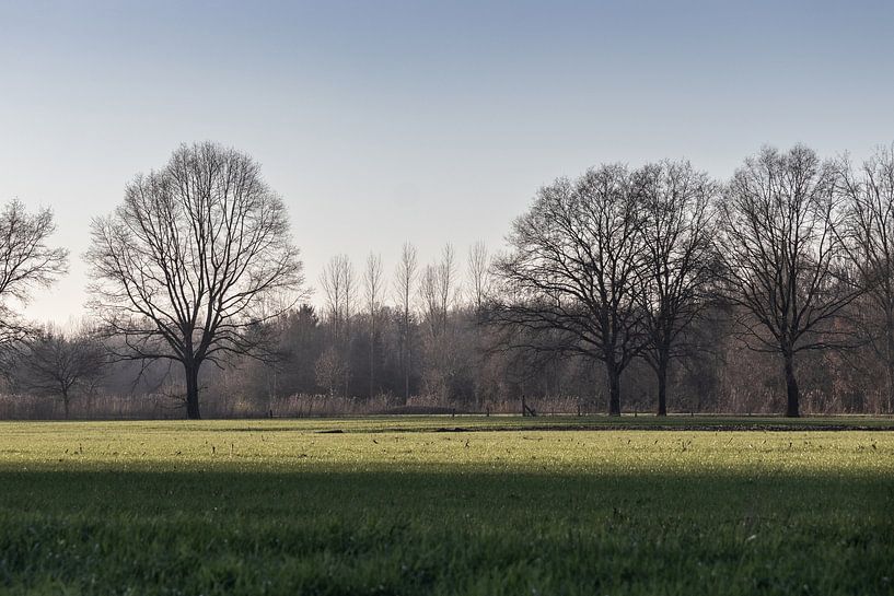 Die Wiese, Berlarebroek, Flandern, Belgien von Imladris Images