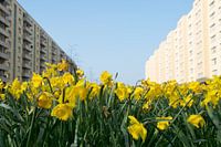 Paasbloemen op de Luchtbal, Antwerpen