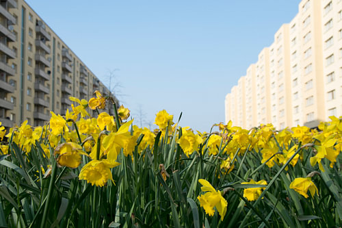 Daffodils