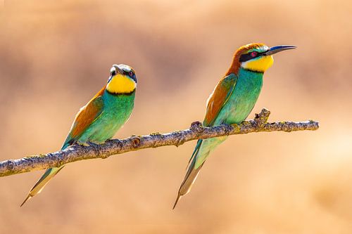 Bijeneter, Merops apiaster.