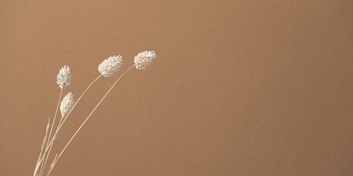 Still life dried flowers