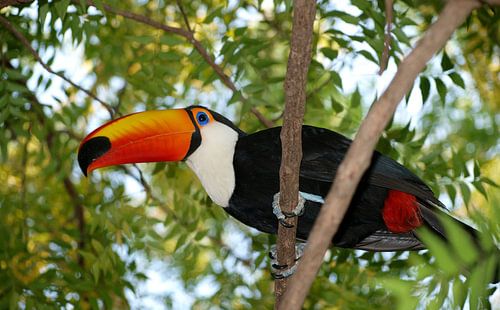 Toekan van Roos Vogelzang