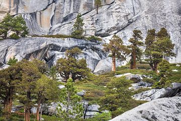 Rotsplateau met bomen in Yosemite National Park