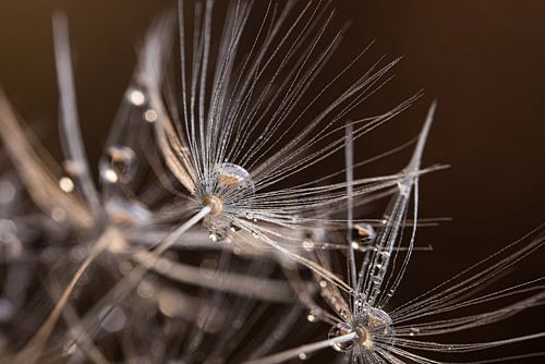 drops rest on the silver fluff by Marjolijn van den Berg
