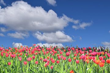 Tulpen in bloei in de lente van Claude Laprise