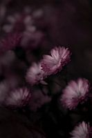 Malen wie eine Blume
