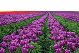 Tulpen in bloei in de lente van Heiko Kueverling