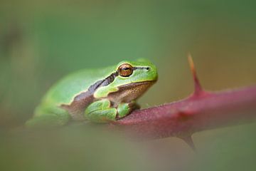 Laubfrosch von Elles Rijsdijk
