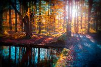 soirée dans un parc d'automne