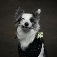 Prince Charming