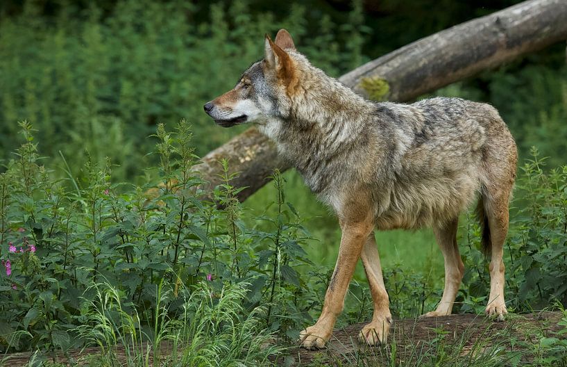 Wolf by Ronald Kromkamp