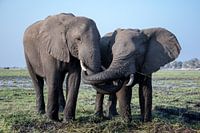 Elephants steal food from each other's mouths