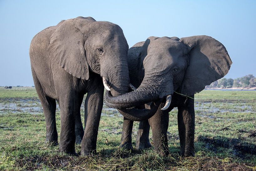 Elephants steal food from each other's mouths by De wereld door de ogen van Hictures