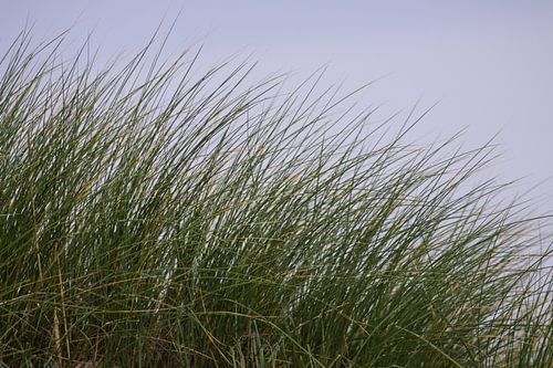 Marram grass on Dutch beach dune