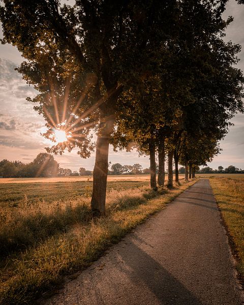 Allee im Sonnenuntergang von Steffen Peters