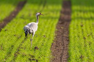 Kranichvogel beim Ausruhen und Füttern auf einem Feld während des Herbstzuges