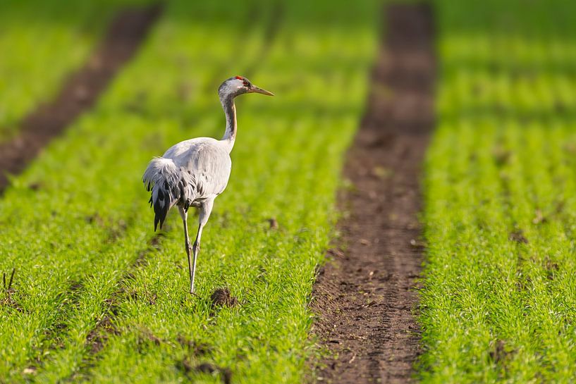 Crane bird resting and feeding in a field during autumn migrati by Sjoerd van der Wal Photography