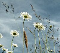 Felder mit Blumen