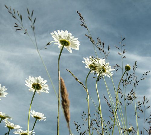 Velden vol bloemen