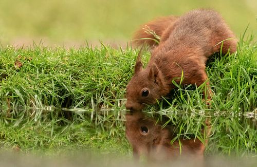 Trinkendes Eichhörnchen