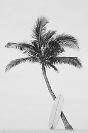 Palm Surfboard by Kathrin Pienaar