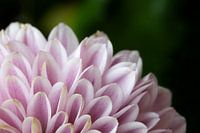 Motif de fleur