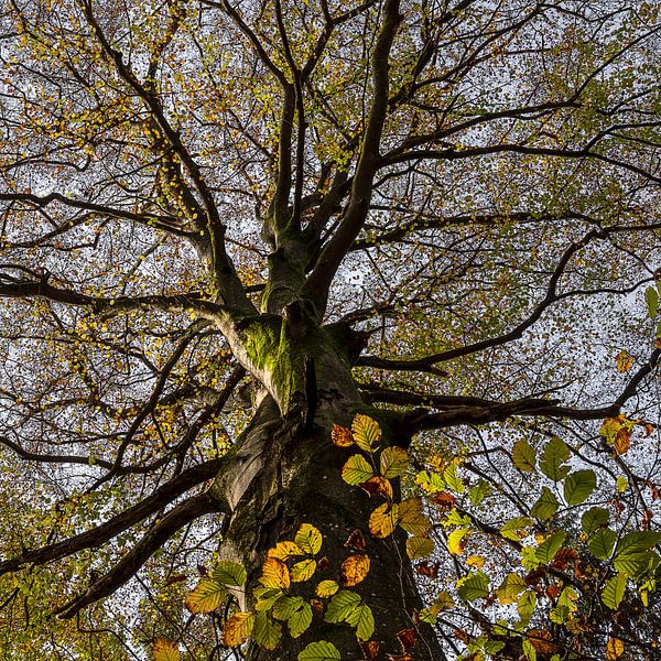 Automne de la hêtraie par Berthold Ambros