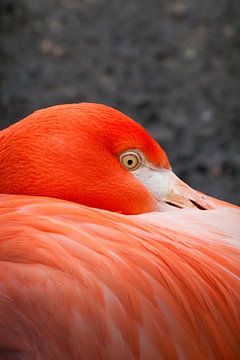 Flamingo van Ger Mestrum