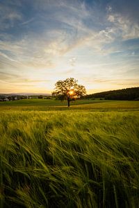 Campagne idyllique sur Andre Michaelis