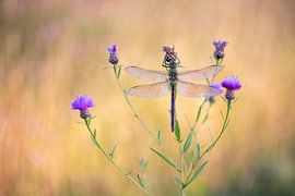 Große Königslibelle von Gonda Versteeg