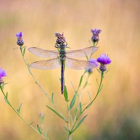 Grote keizerlibel van Gonda Versteeg