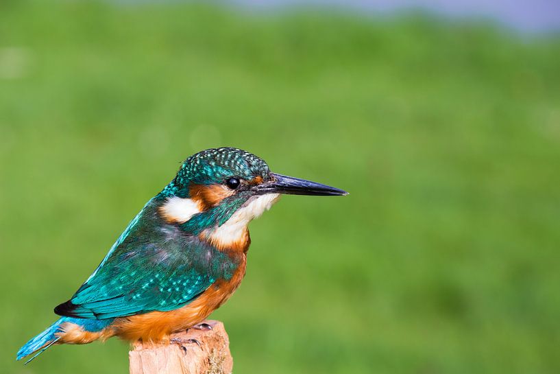 European kingfisher in front of green grass by Ben Schonewille