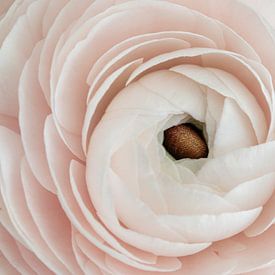 Zachte pastel ranonkel in macro van Doris van Meggelen