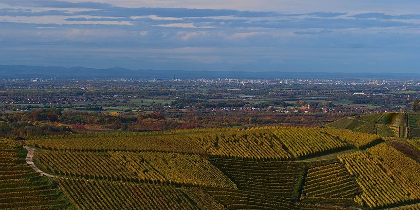 Long distance view over the Rhine valley with Strasbourg and the Vosges over the vineyards of Durbac by Timon Schneider