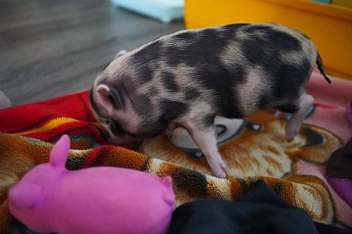 pied mini piglet in hand breeding