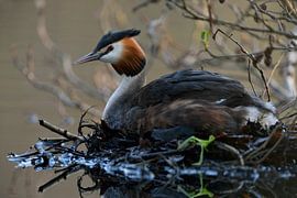 Grand grèbe huppé ( Podiceps cristatus ) assis sur le nid, reproduction, faune, Europe. sur wunderbare Erde