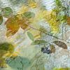 Floating in water (Herfstbladeren drijvend in het water) van Birgitte Bergman
