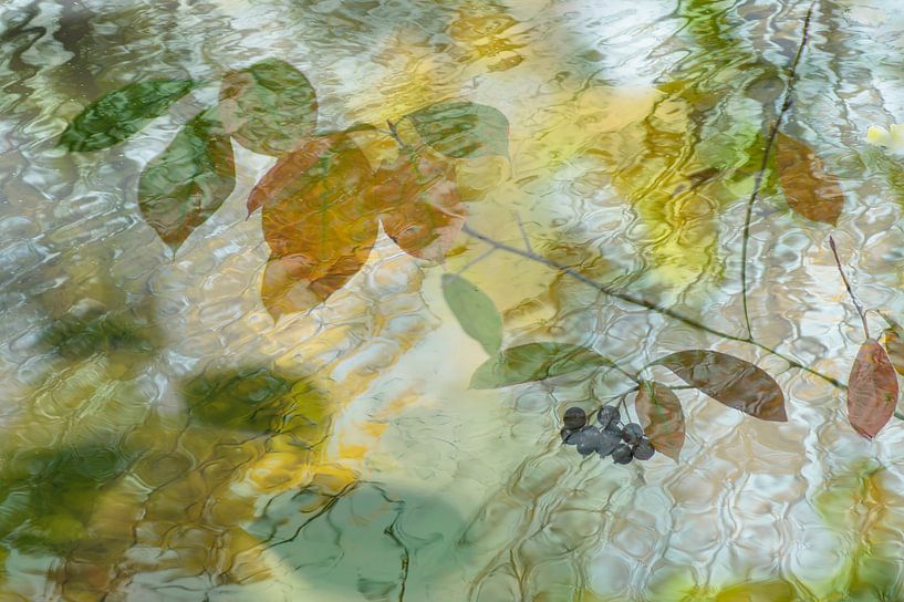 Floating in water (Herfstbladeren drijvend in het water) van Birgitte Bergman