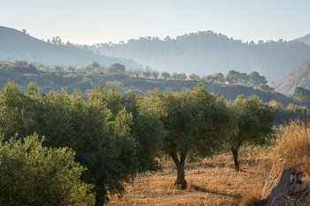 Spanish olive grove in morning light