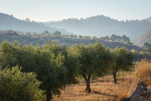 Spaanse olijfboomgaard in ochtendlicht