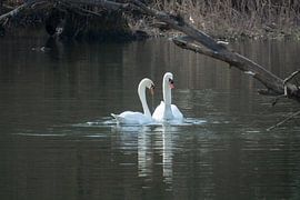 Een elegant paar knobbelzwanen op de Altrhein bij Kappel-Grafenhau van Markus Gann