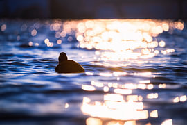 Coot in the magic of the sunset by Nicc Koch