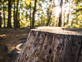 Pfaffenstein, Sächsische Schweiz - Baumstumpf im Sonnenlicht von Pixelwerk