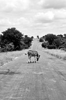 Zebra crossing in Timbavati South Africa