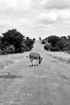 Overstekende zebra in Timbavati Zuid-Afrika van Nathalie Wilmsen