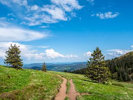 Vue sur la Haute Forêt Noire sur le Feldberg sur Animaflora PicsStock