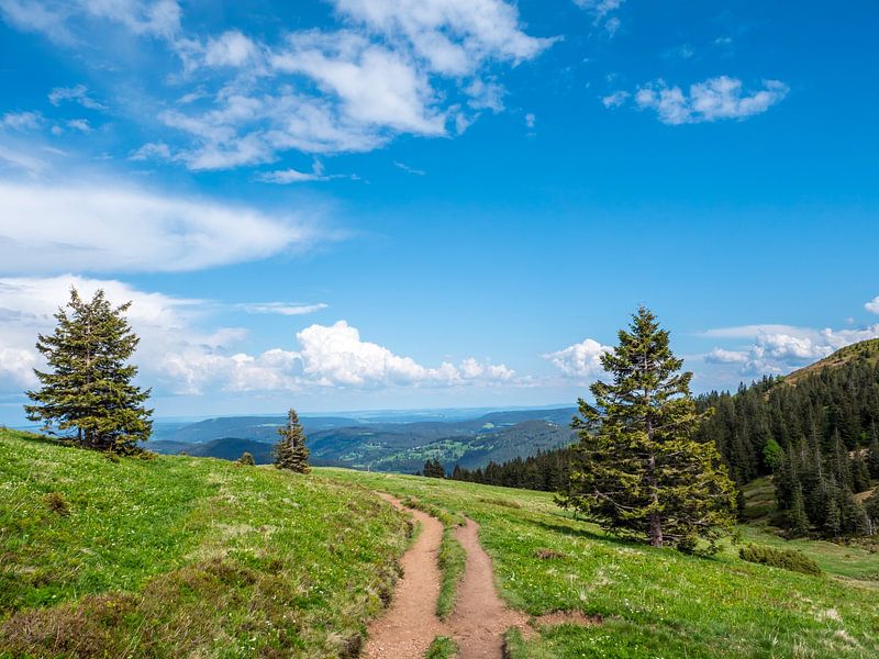 Vue sur la Haute Forêt Noire sur le Feldberg par Animaflora PicsStock